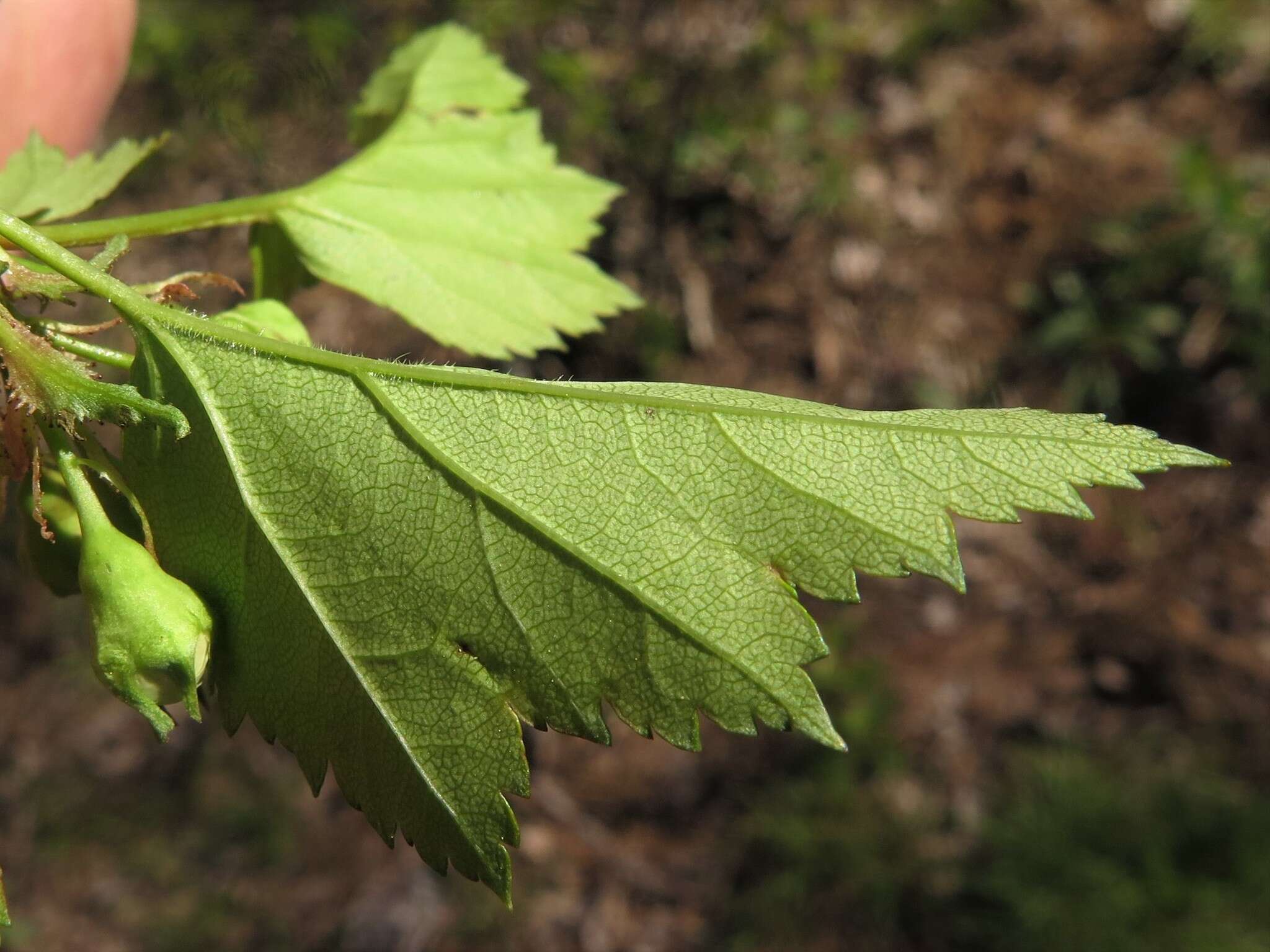 Imagem de Crataegus pruinosa var. gattingeri (Ashe) Lance