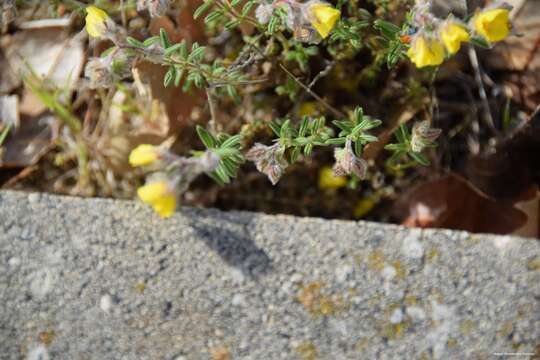 Plancia ëd Helianthemum hirtum (L.) Miller