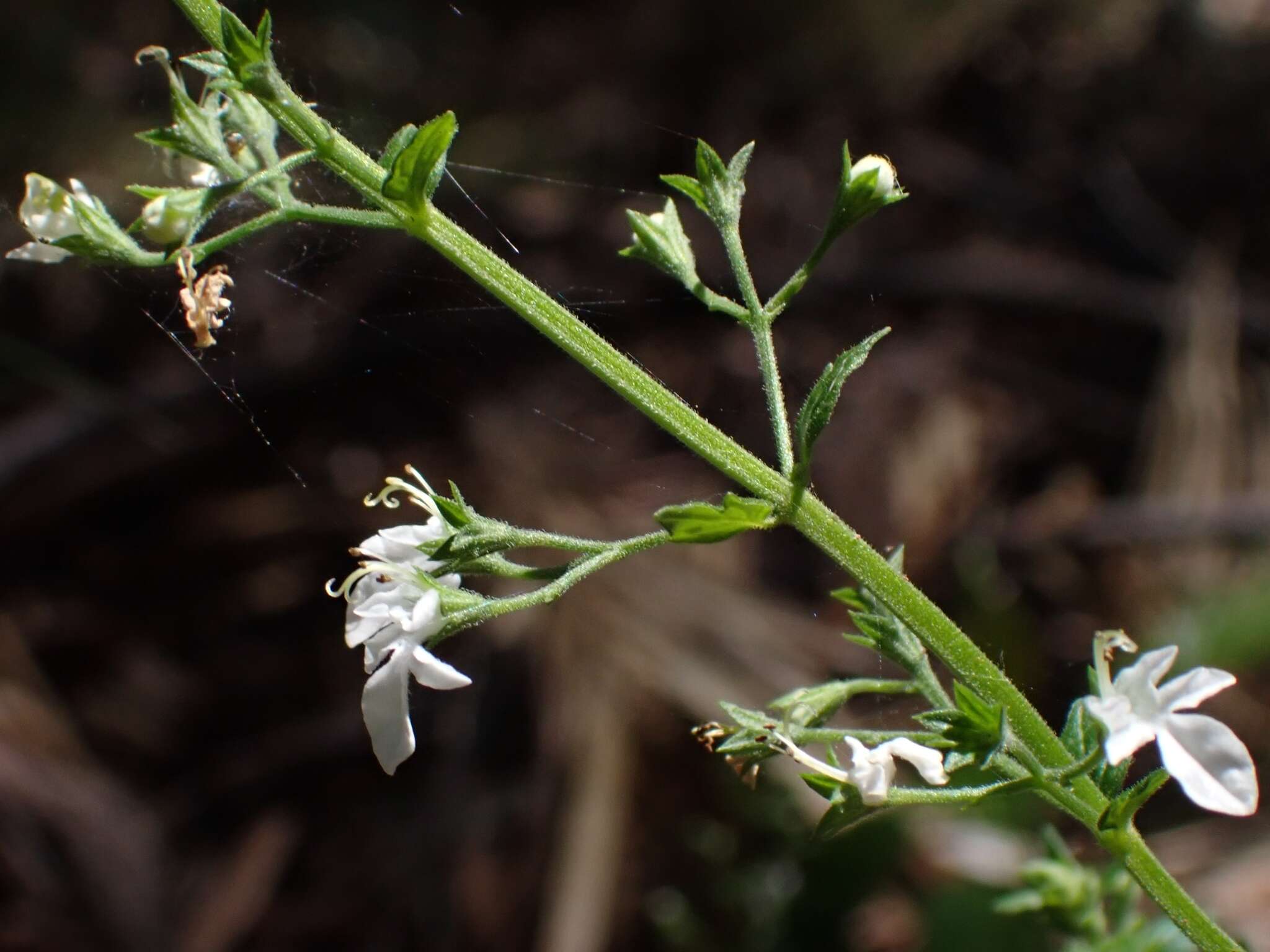 Image of Teucrium corymbosum R. Br.