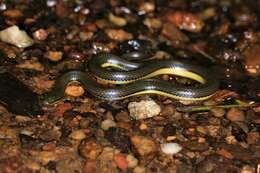 Image of Tonkin Mountain Keelback