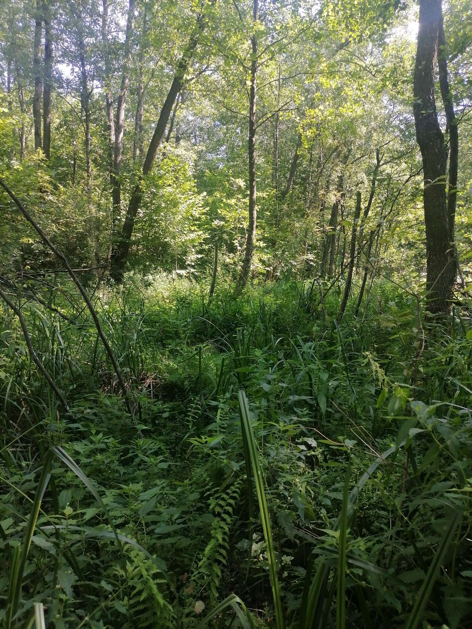 Слика од Urtica kioviensis Rogow.