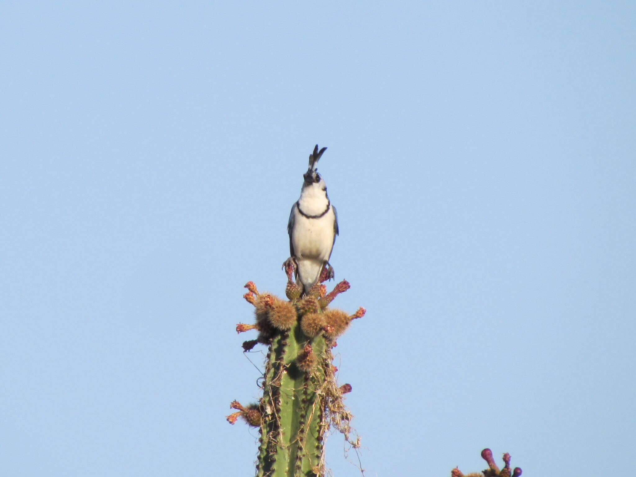 Image of Magpie-jay