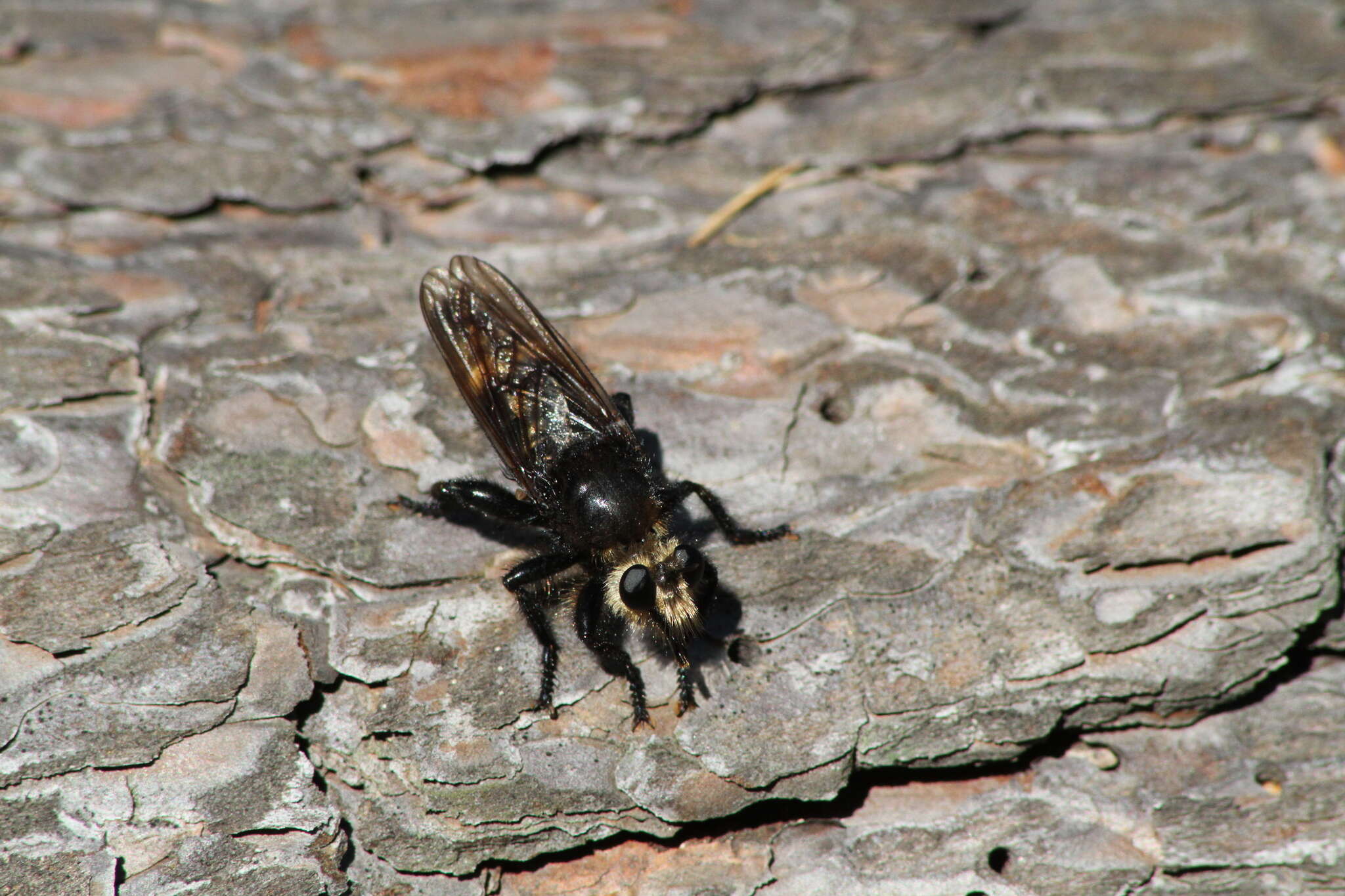 Plancia ëd <i>Laphria gibbosa</i>