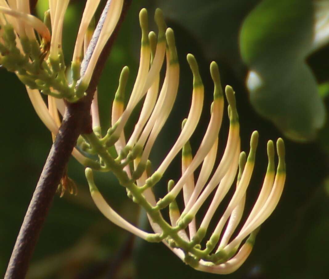 Слика од Dendrophthoe falcata (L. fil.) Bl.