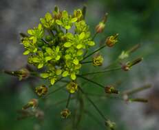 Image of western tansymustard