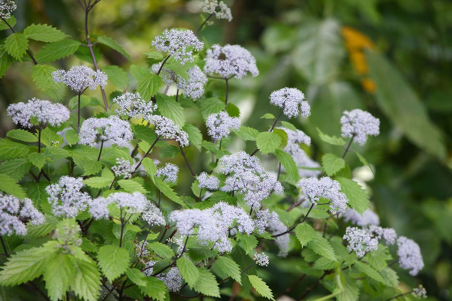 Imagem de Hydrangea hirta (Thunb.) Siebold