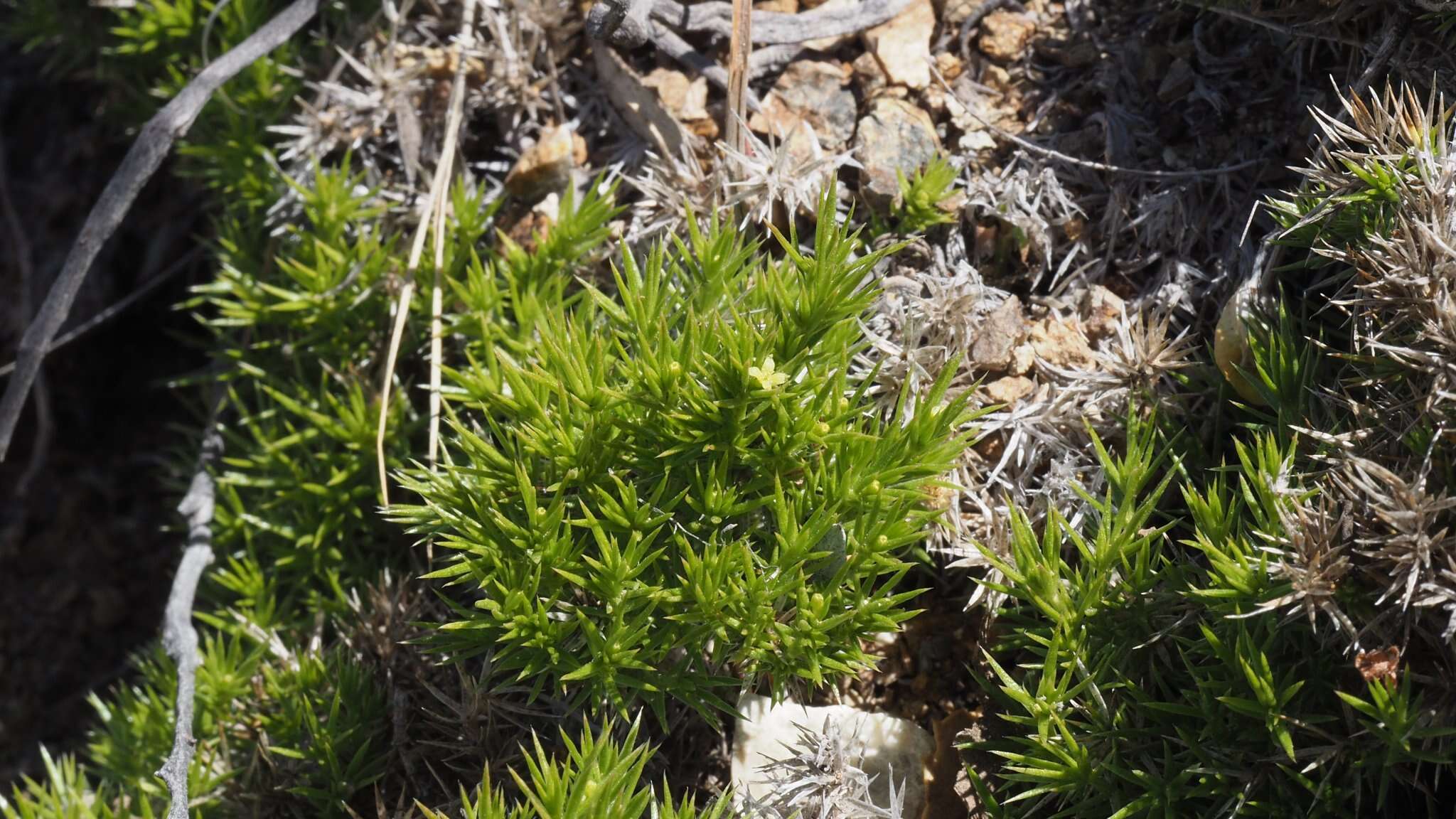 Image of Andrews' bedstraw