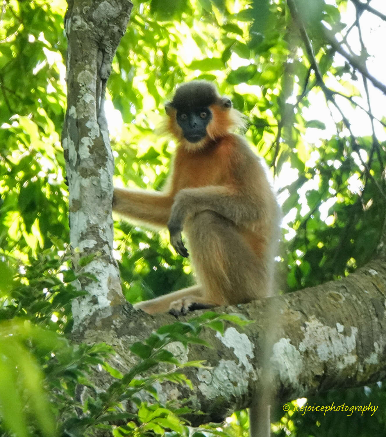 Слика од Trachypithecus pileatus (Blyth 1843)