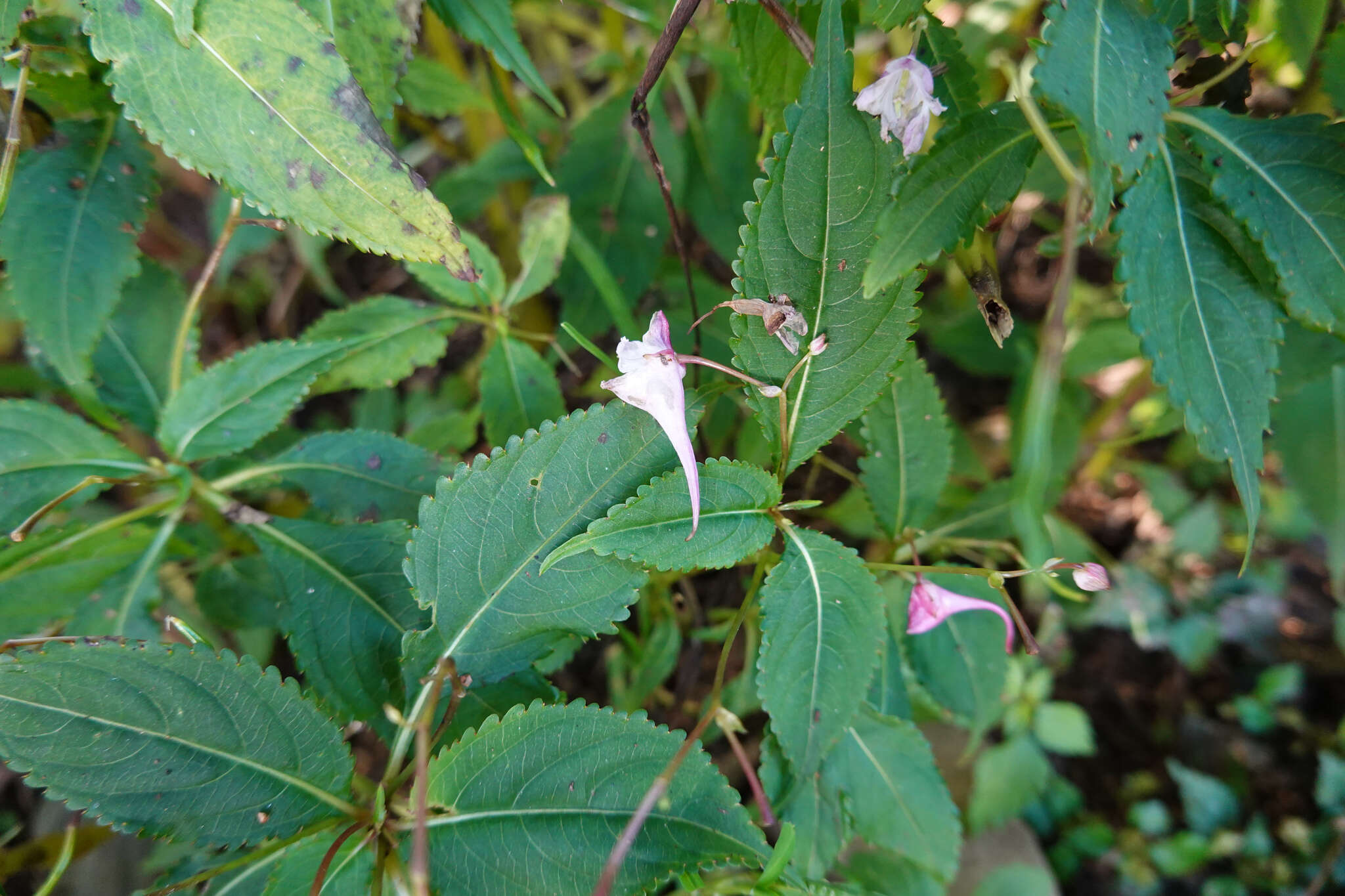 Image of Impatiens devolii T. C. Huang