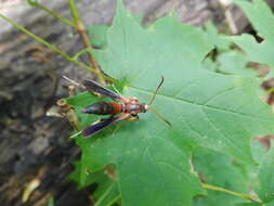 Image of Ash/Lilac Borers