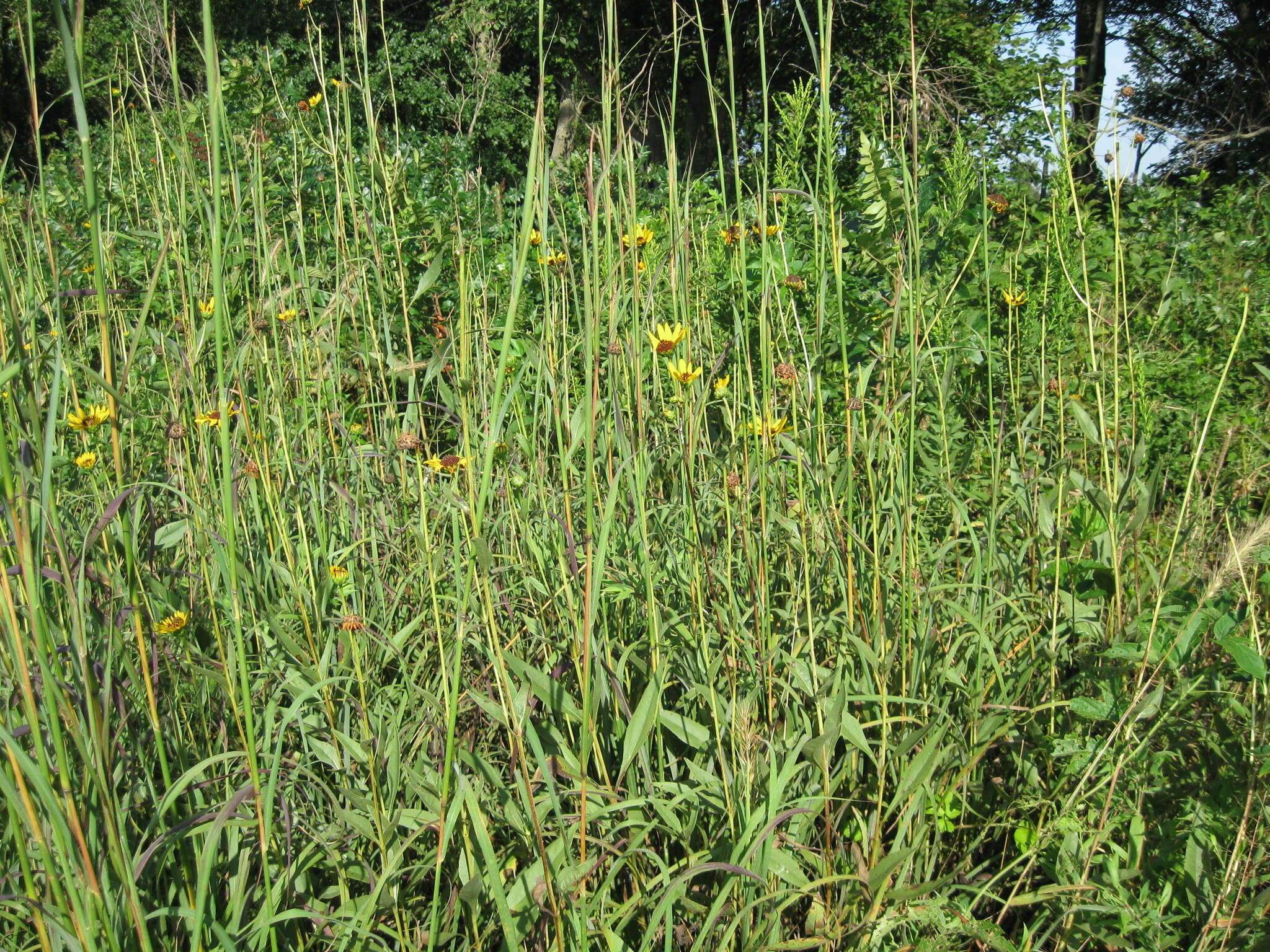 Image of stiff sunflower