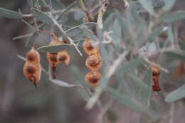 Acacia victoriae Benth. resmi