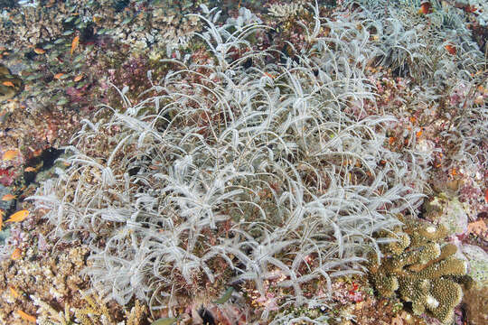 Image of Delicate white stinging hydroids