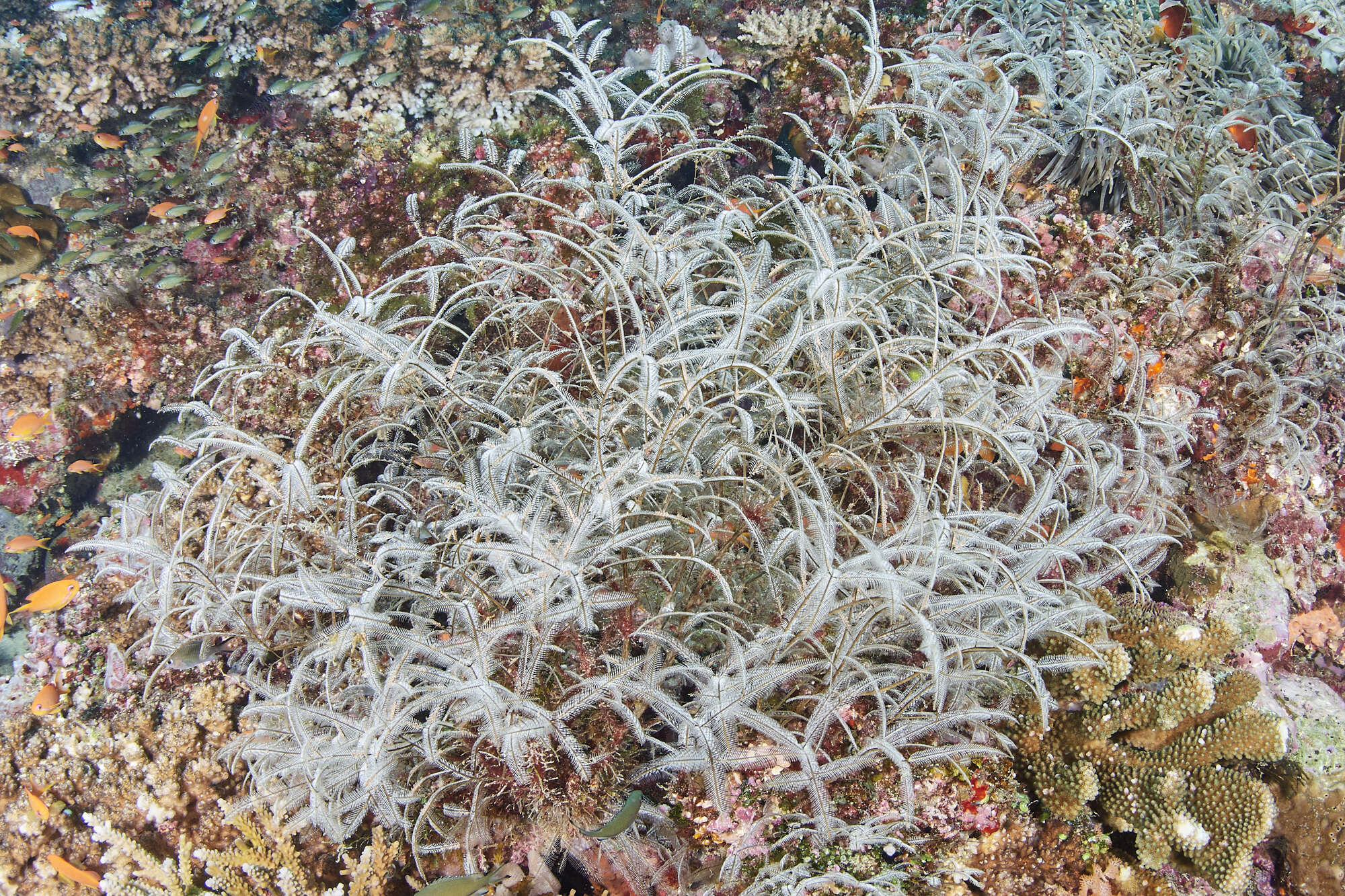 Image of Delicate white stinging hydroids