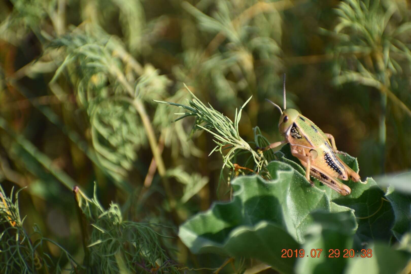 Plancia ëd Brachystola mexicana Bruner & L. 1904