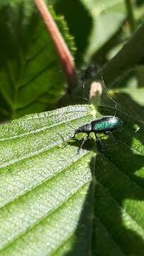 Phyllobius (Phyllobius) betulinus Bechstein & Scharfenberg 1805 resmi