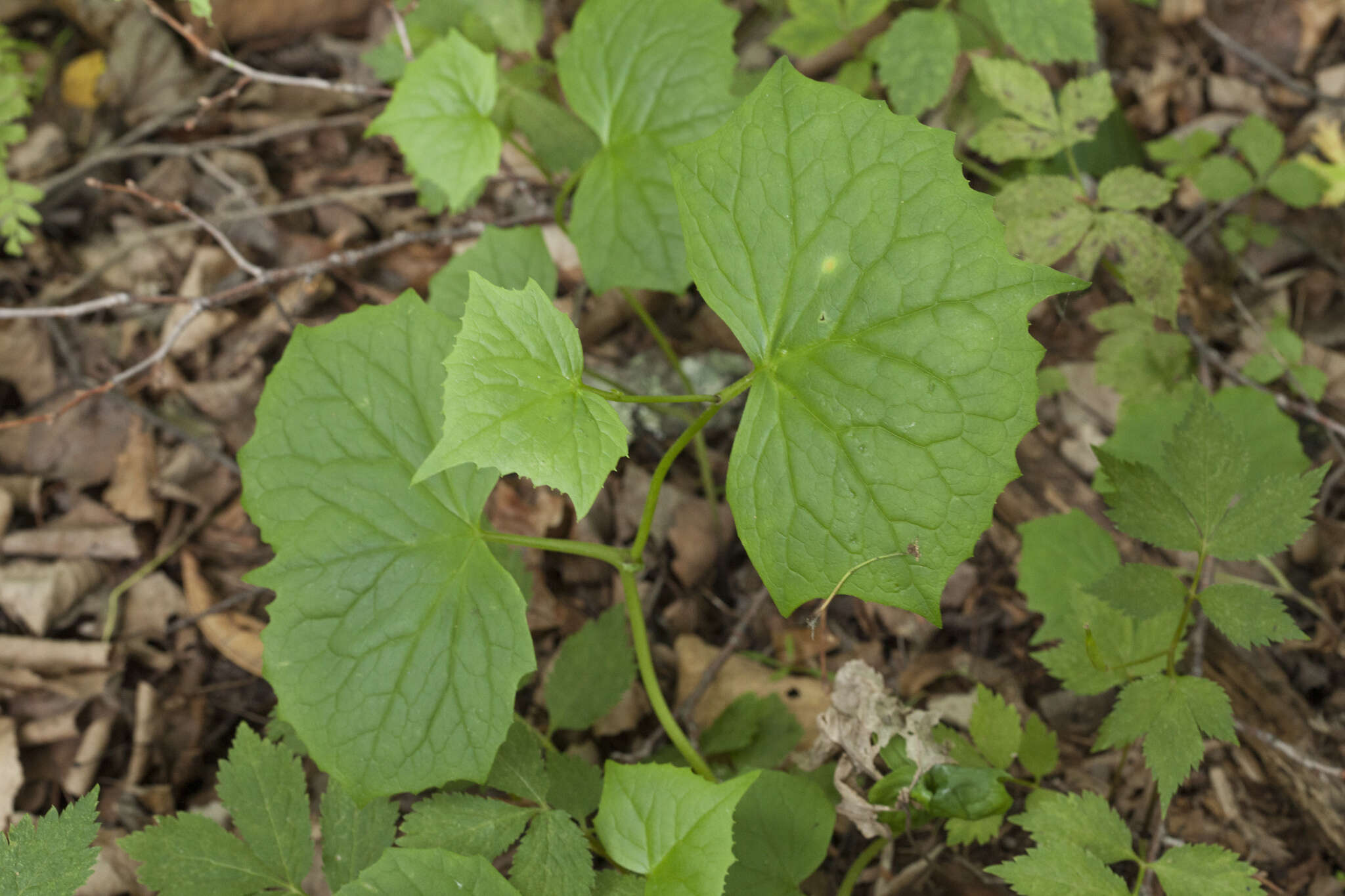 Image of Parasenecio auriculata (DC.) J. R. Grant