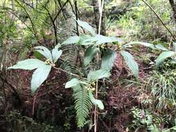 Image of Callicarpa randaiensis Hayata