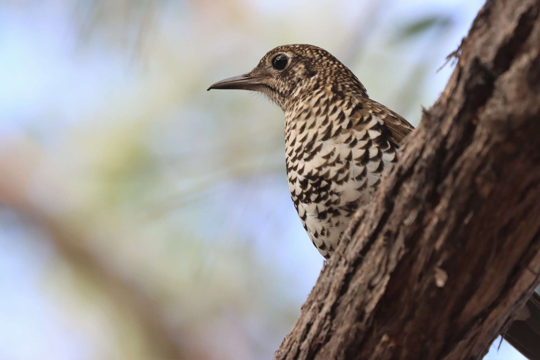 Image of Zoothera lunulata halmaturina (Campbell & AG 1906)