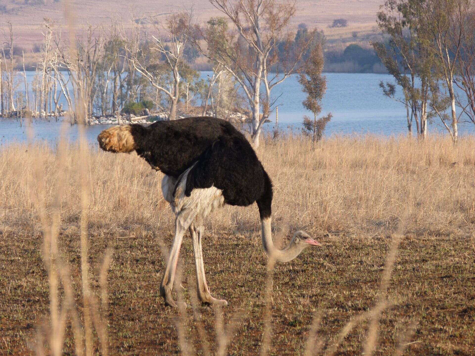 Image of South African Ostrich