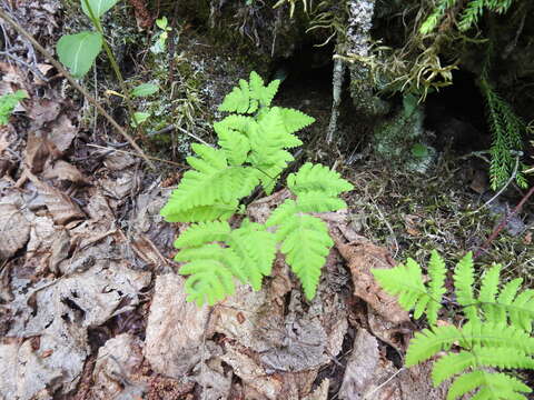 Image of Asian oakfern