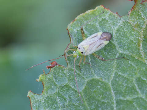 Image of Adelphocoris quadripunctatus (Fabricius 1794)