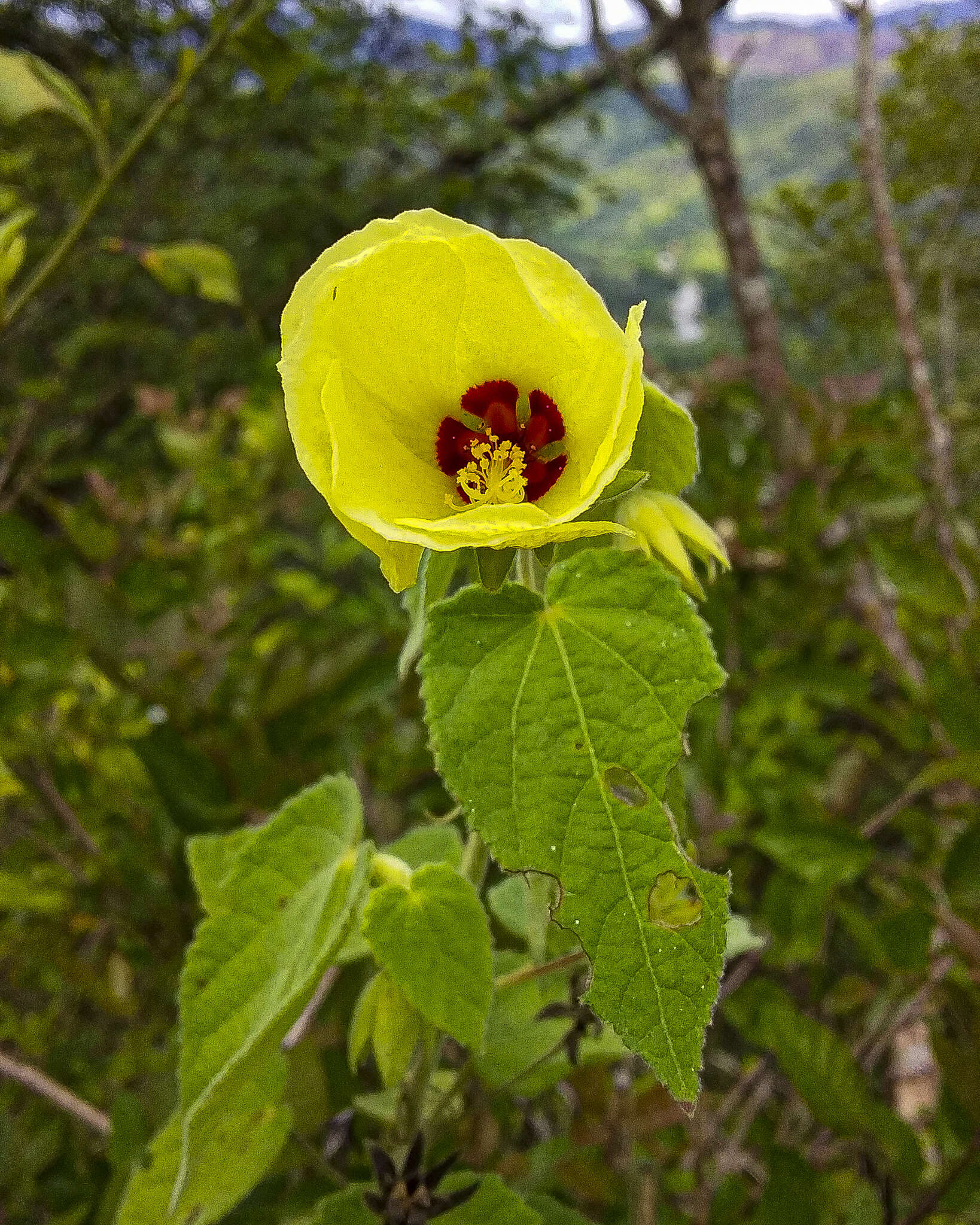 Sivun Pavonia sidifolia Kunth kuva