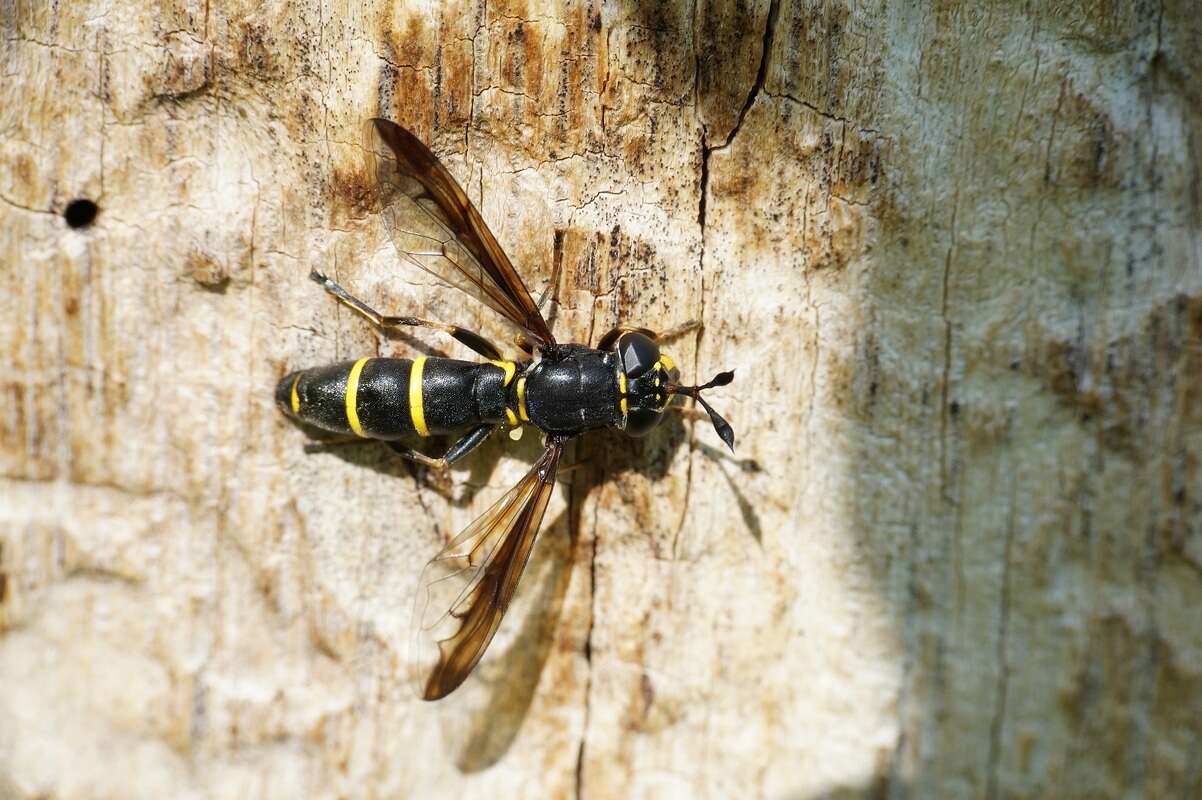 Image of Ceriana conopsoides (Linnaeus 1758)