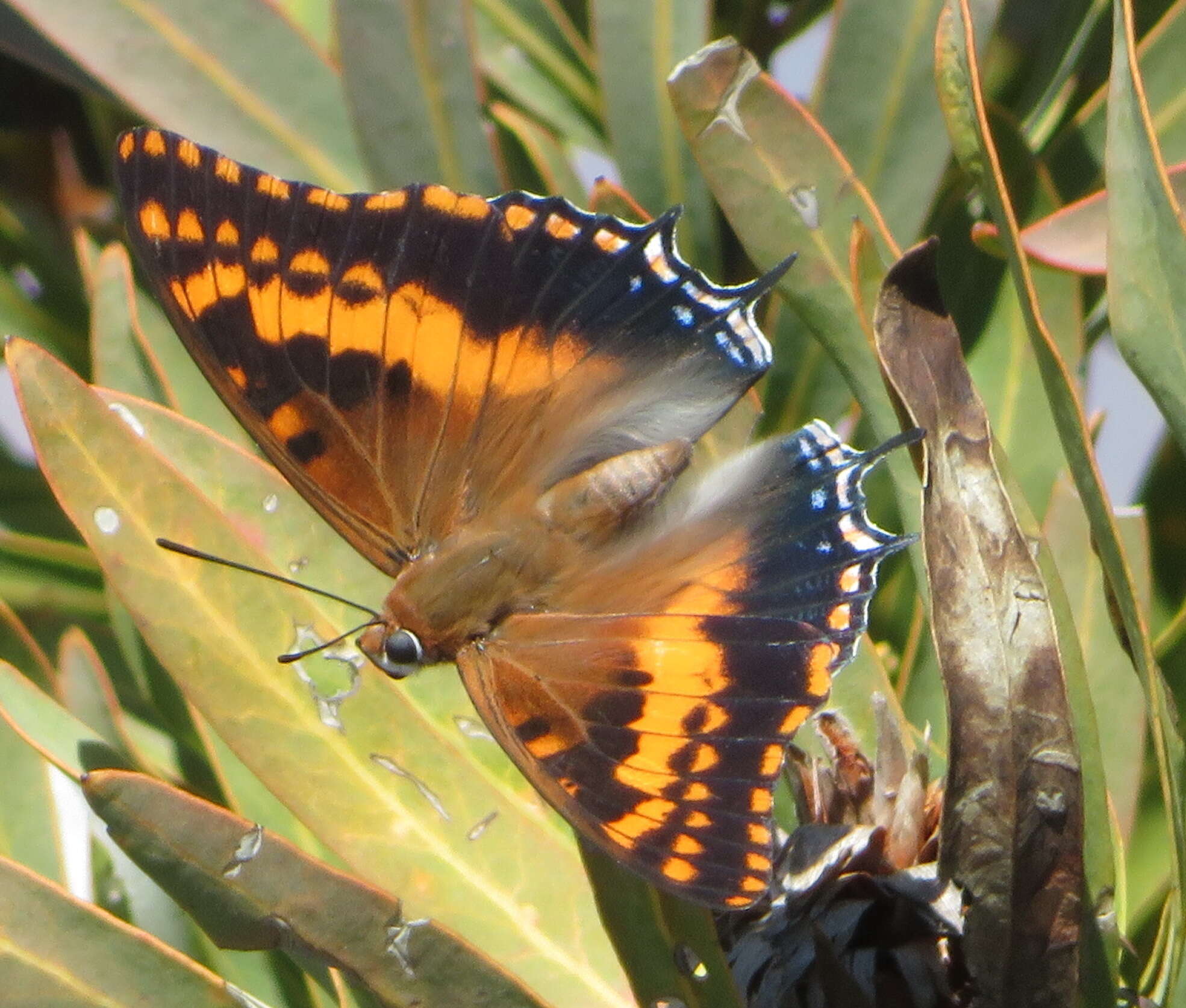 Imagem de Charaxes pelias