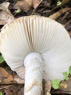 Image of Amanita mutabilis Beardslee 1919