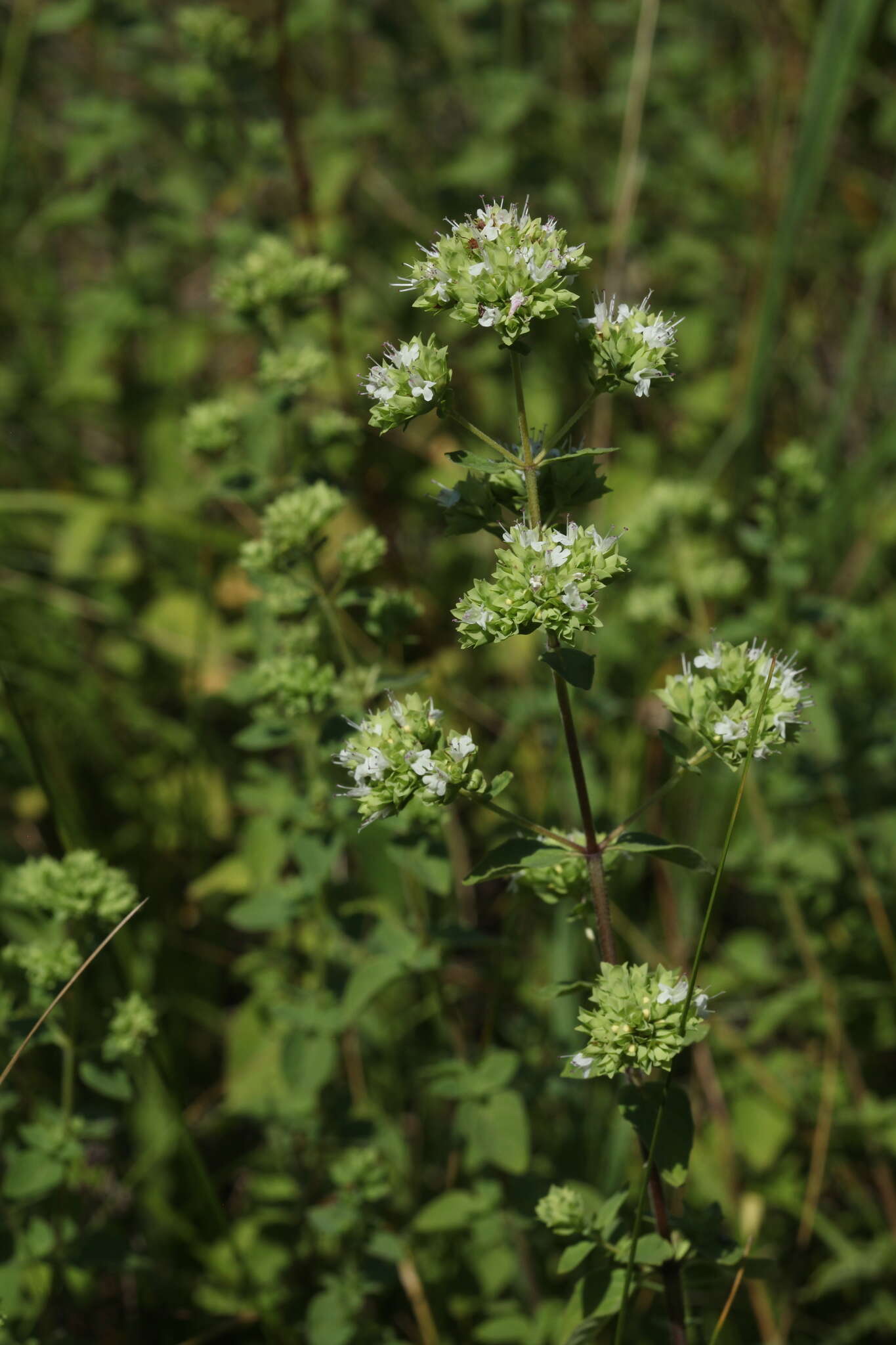 Imagem de Origanum vulgare subsp. viridulum (Martrin-Donos) Nyman