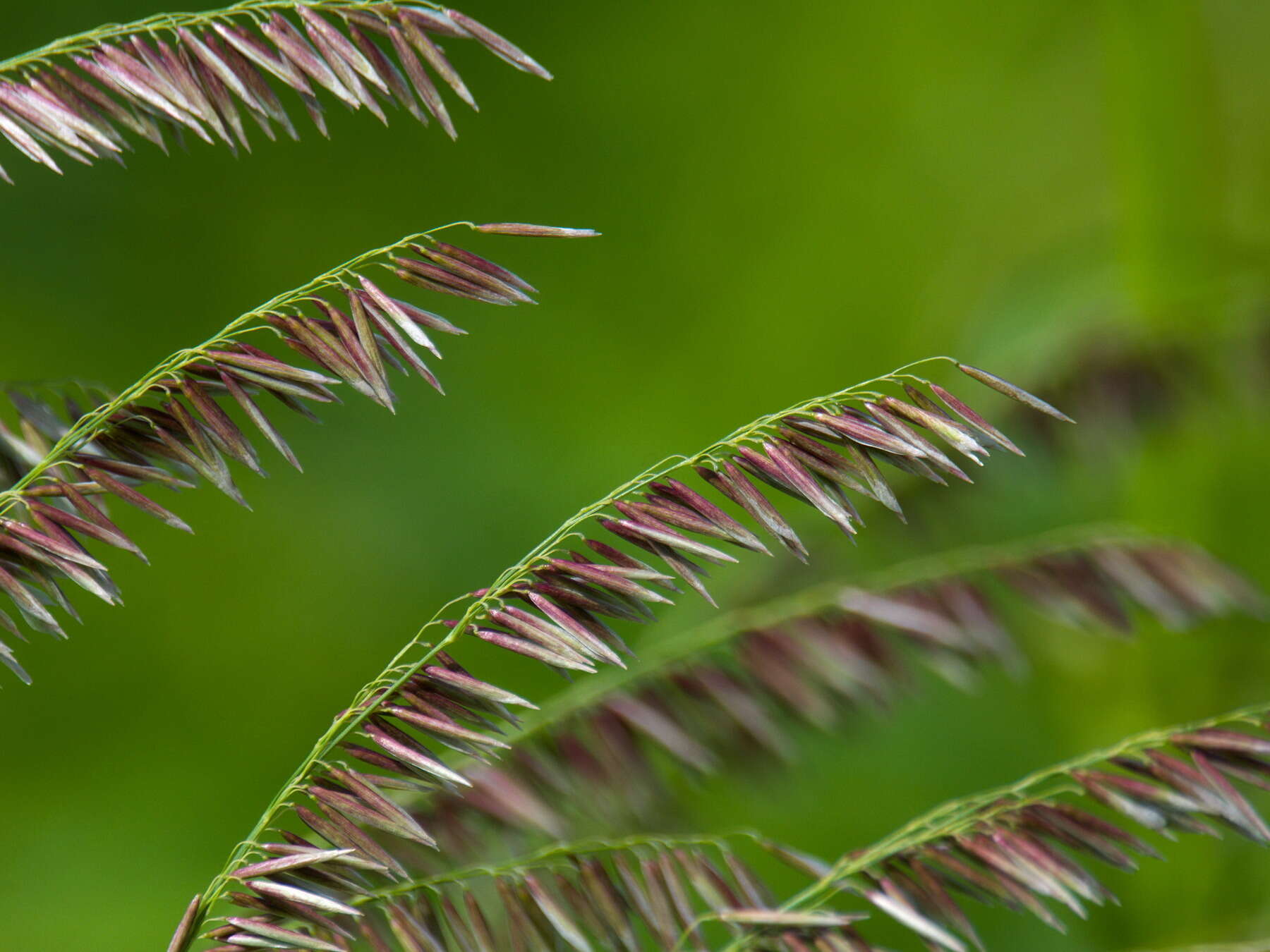 Image of Siberian melicgrass