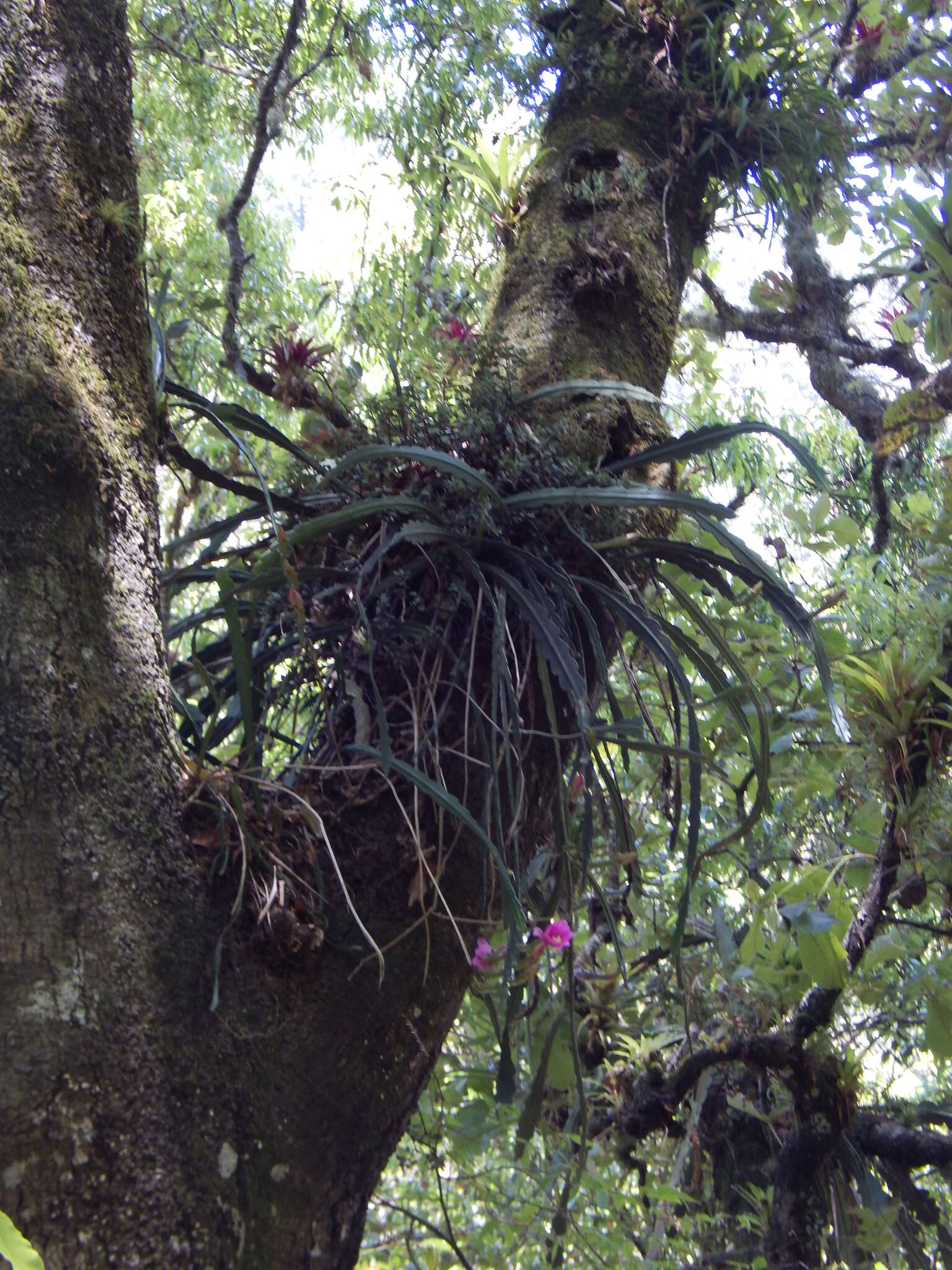 Disocactus macdougallii (Alexander) Barthlott的圖片