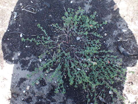 Image of Indigofera glaucescens Eckl. & Zeyh.