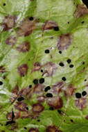 Image of Ramularia rubella (Bonord.) Nannf. 1950