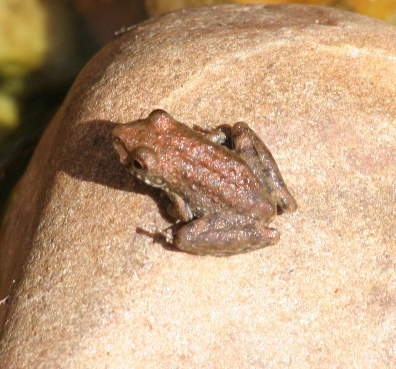 Litoria meiriana (Tyler 1969)的圖片