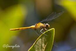 Image of Orthetrum villosovittatum (Brauer 1868)