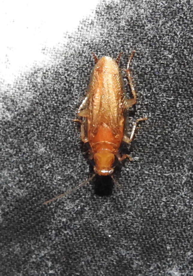 Image of Small Yellow Texas Cockroach