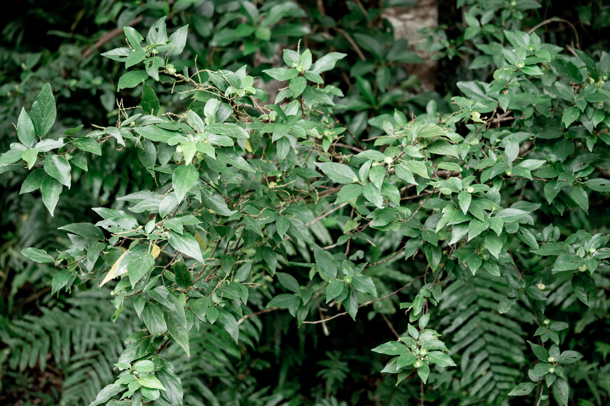 Imagem de Acalypha matsudae Hayata