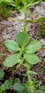 Plancia ëd Celmisia glandulosa var. latifolia Cockayne