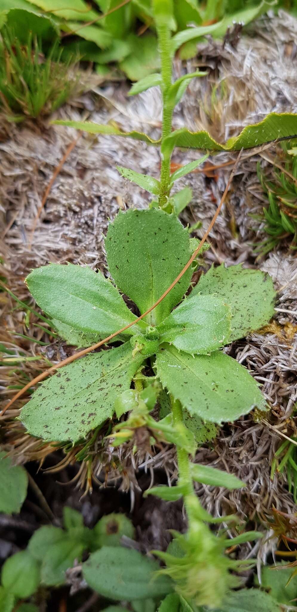 Plancia ëd Celmisia glandulosa var. latifolia Cockayne