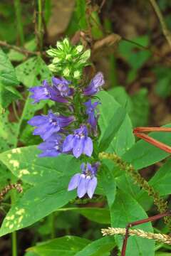 Слика од Lobelia siphilitica L.