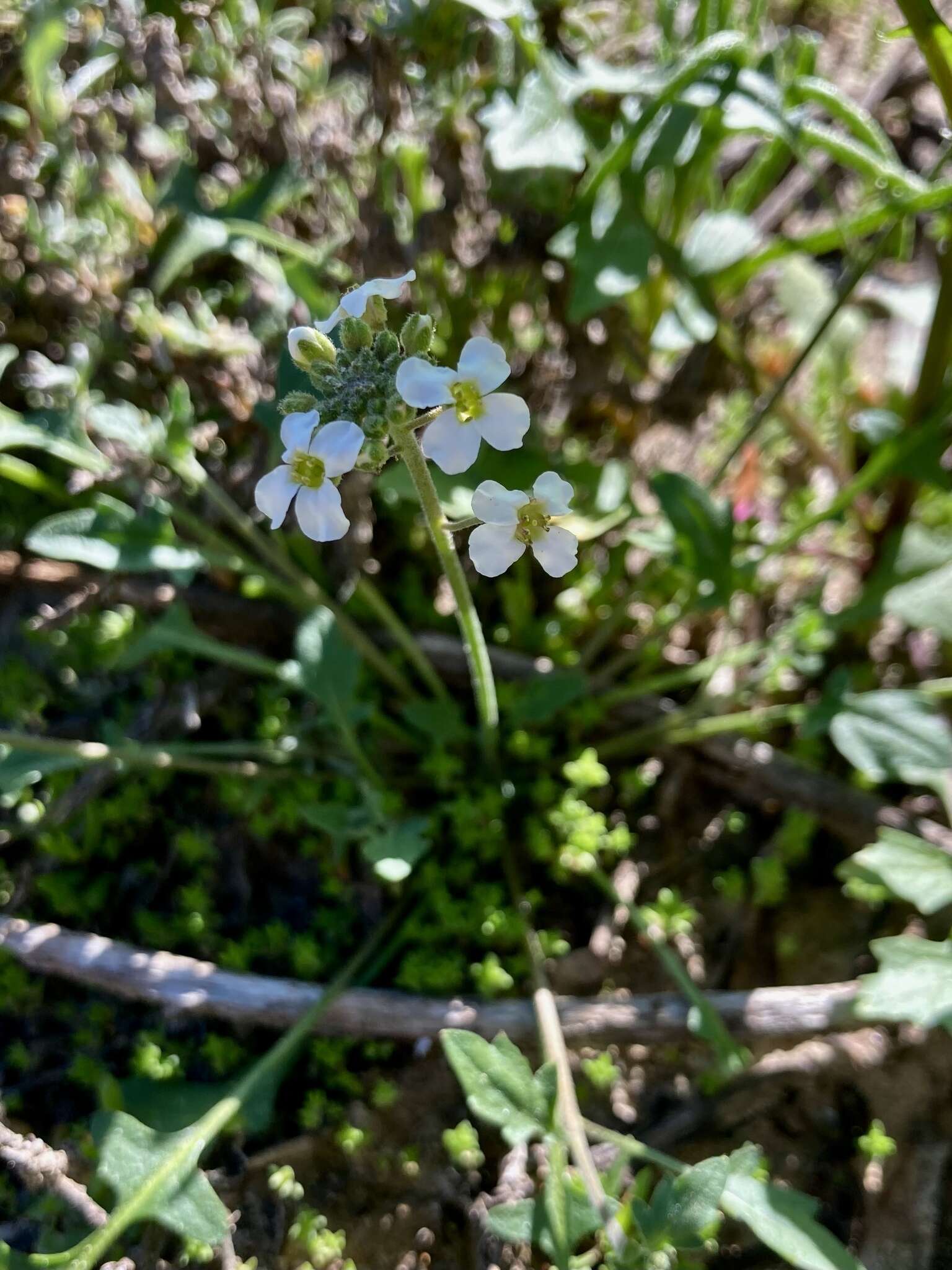 Слика од Harmsiodoxa blennodioides (F. Muell.) O. E. Schulz