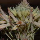 Image of Aloe prinslooi I. Verd. & D. S. Hardy