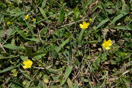Image of Ranunculus ternatus C. P. Thunberg ex A. Murray