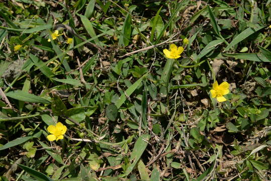 صورة Ranunculus ternatus C. P. Thunberg ex A. Murray