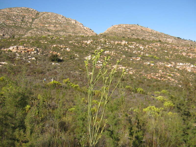 Image of Thesium strictum P. J. Berg.