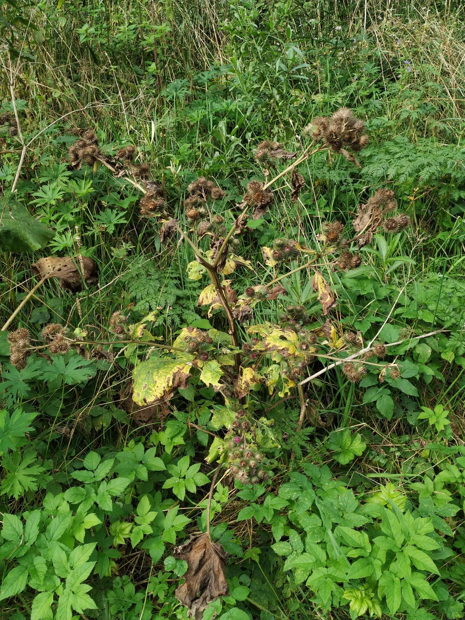 Image of Arctium ambiguum (Celak.) Nym.