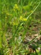 Image of greenstar sedge