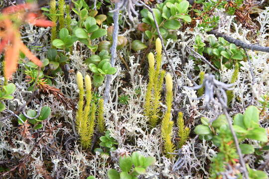 Image of Spinulum annotinum subsp. alpestre